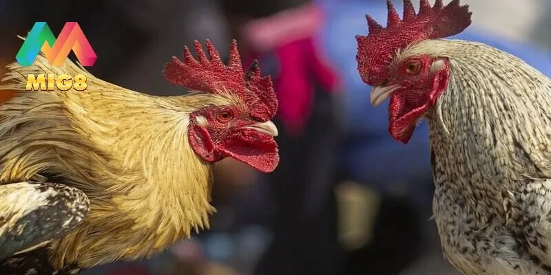 Cách chơi đá gà dành cho người mới bắt đầu