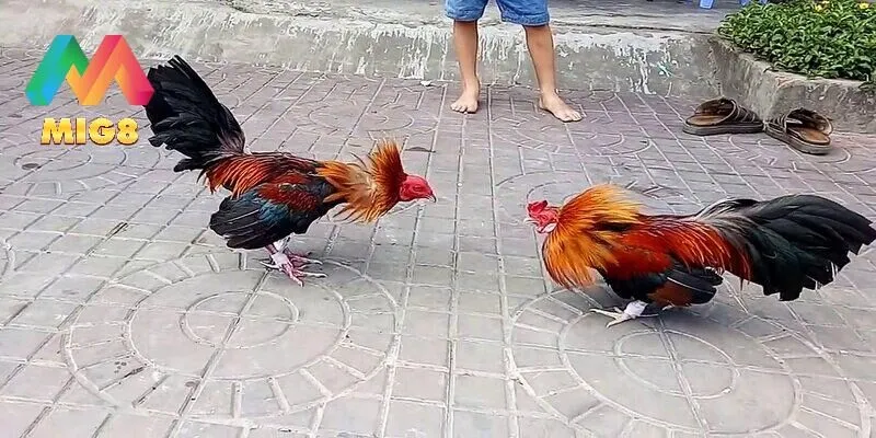 Đá Gà Campuchia MIG8