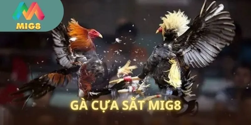 Đá Gà Cựa Sắt MIG8