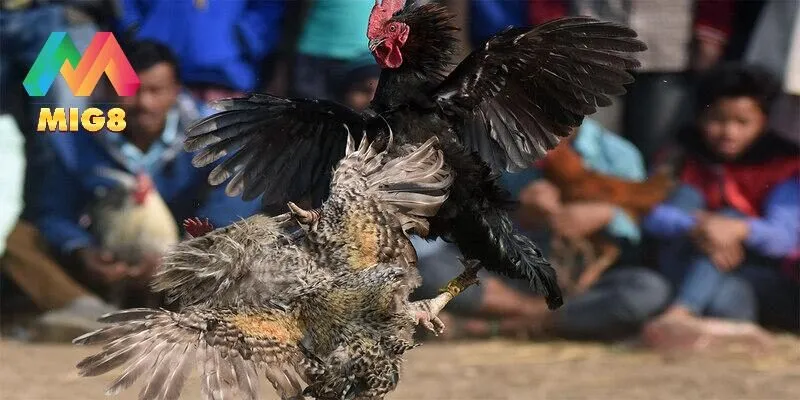 Mẹo chơi đá gà Campuchia hiệu quả, dễ thành công