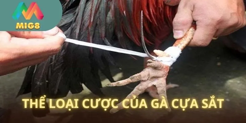 Loài kê này thường được chơi cá cược như thế nào? 